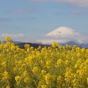 ちゃり