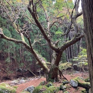 マカロン