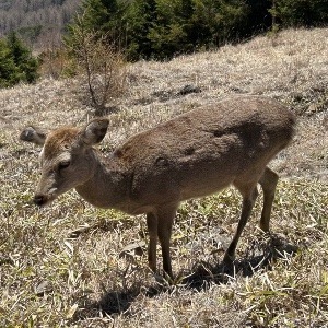 かぼす