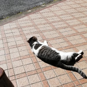スギナ