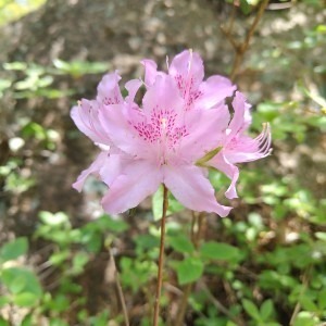 みーこ#