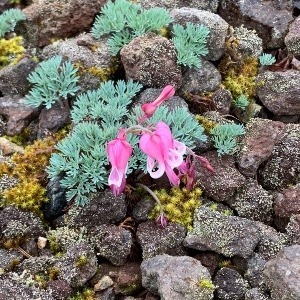 花登山