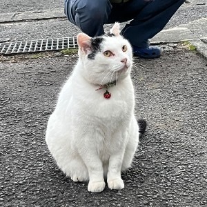 きゅん