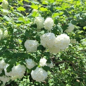 やまみ