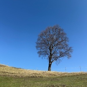 としぼー