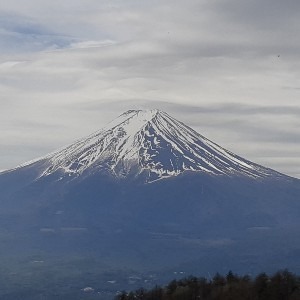 ひよこ