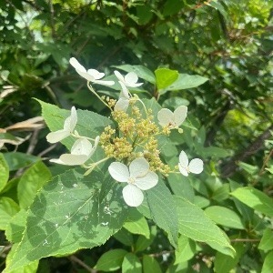 かえる