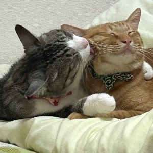 ももちゃん太郎