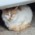 ぶーちゃん