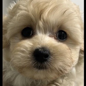 えんちゃんえんちゃん