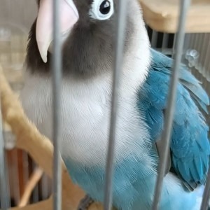 しまなみさくら