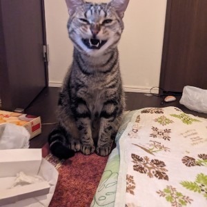 なしゅまろ（貧弱）