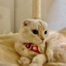 ラプンツェル