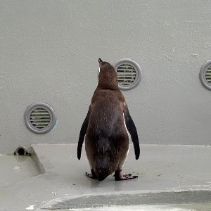 和みかん