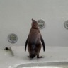 和みかん