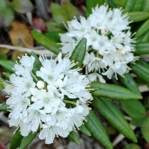 moriri