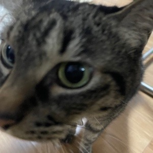 スバル