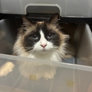かずら