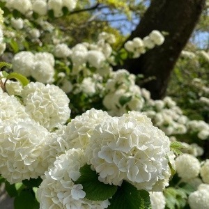 cherryblossoms